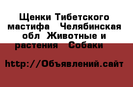 Щенки Тибетского мастифа - Челябинская обл. Животные и растения » Собаки   